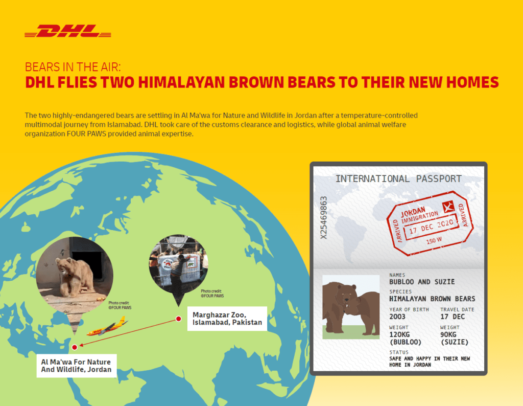 DHL-flies-bears-infographic
