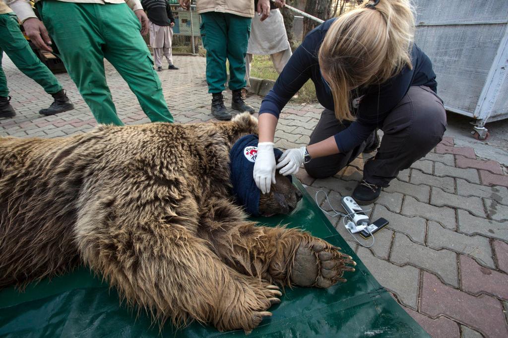 Une soigneuse de Four Paws s'occupe d'un grand ours brun inconscient.