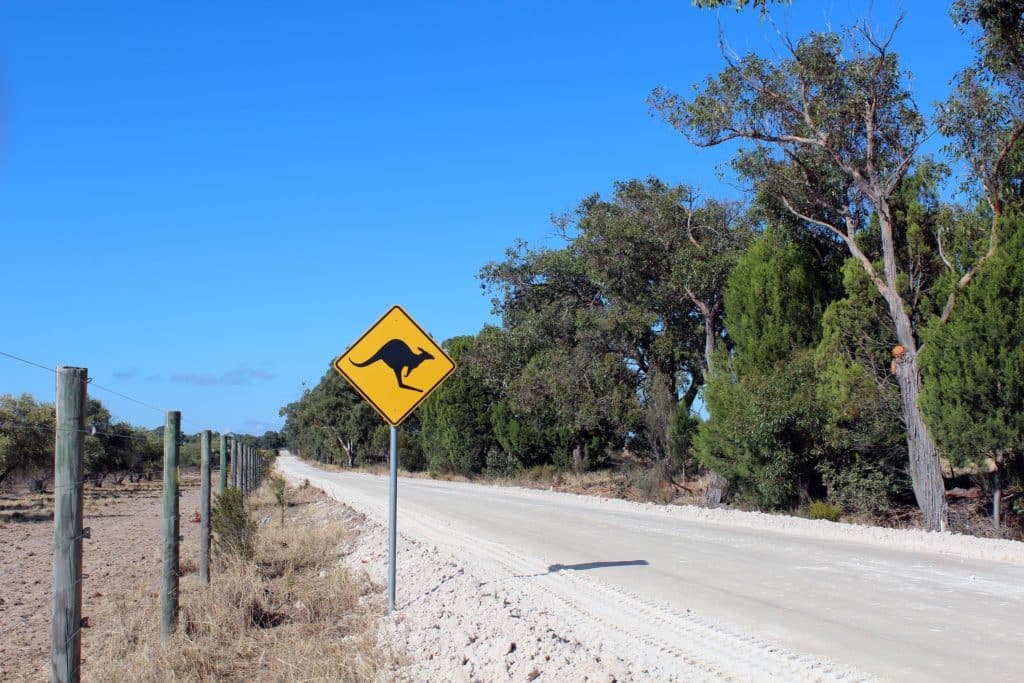 kangaroo weg Australië