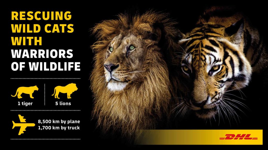 Infographic about Warriors of Wildlife and DHL.